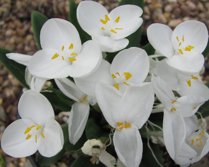 Weldenia candida 